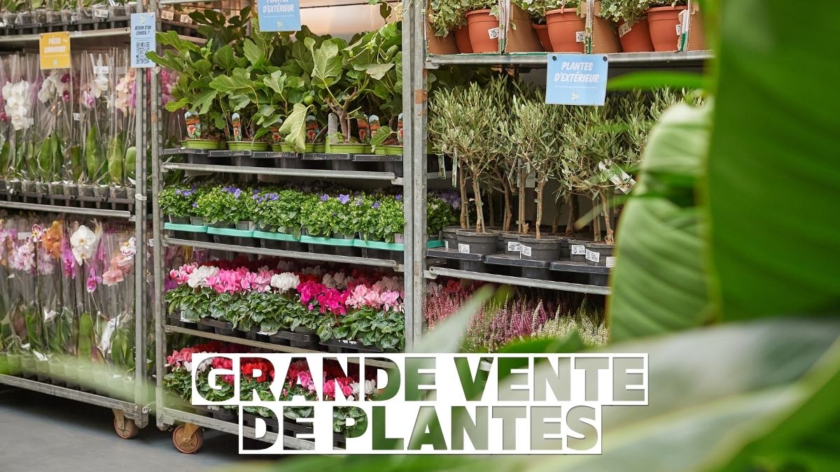 Grande vente de plantes
